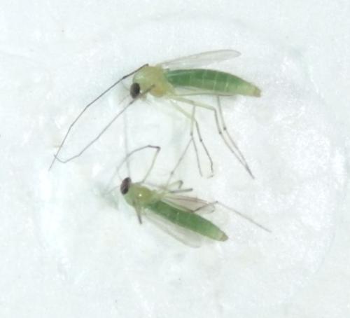 Réf. 343 074 : Chironominae inconnu